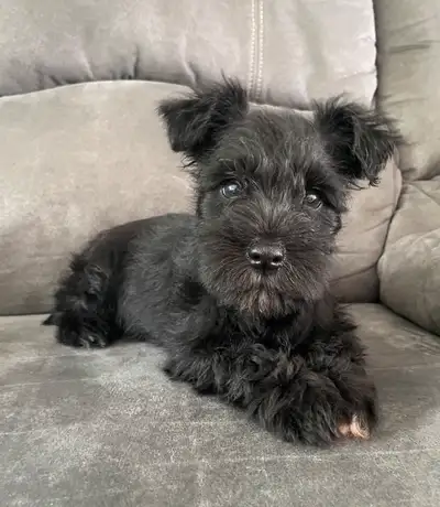 schnauzer nain, View more