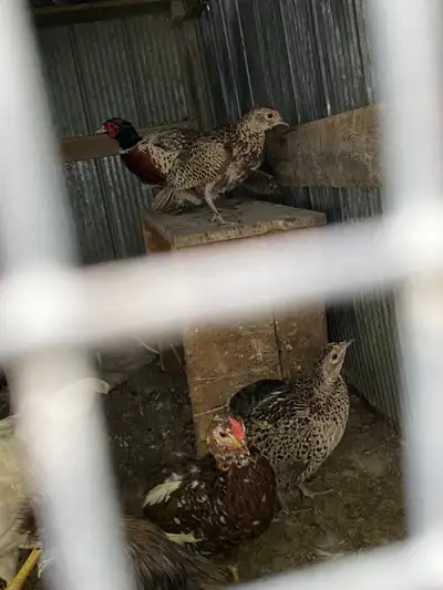  Trio Ringneck Pheasants , View more