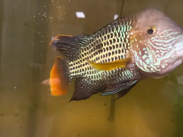 Unsexed Green Terror in Fish for Rehoming in Delta/Surrey/Langley - Image 3