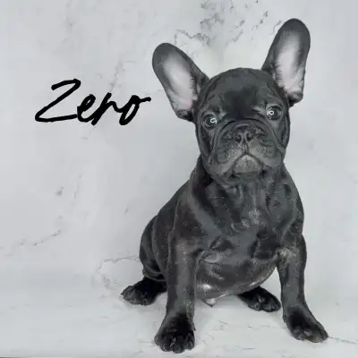 READY TO GO French Bulldogs, View more