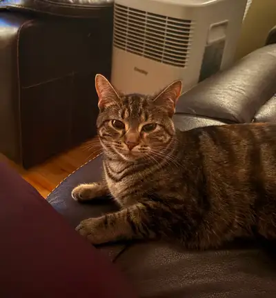 Fixed female 1.5 year old cat looking for a loving home, View more