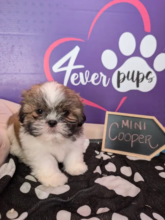Shih-tzu pure puppies June 29**HYPOALLERGENIC in Dogs & Puppies for Rehoming in West Island - Image 6