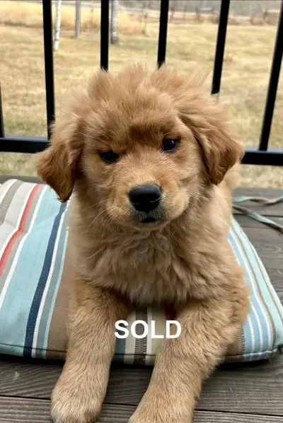 golden Retriever puppy, View more