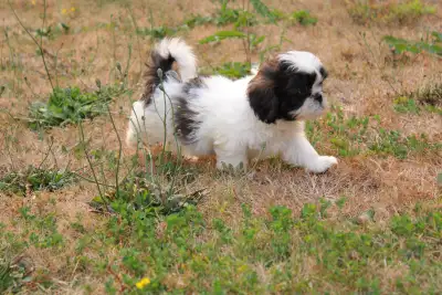 Pure Bred  Shih Tzu Babies Ready For Forever Homes!!!, View more