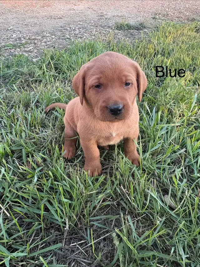 Purebred Labrador in Dogs & Puppies for Rehoming in Lethbridge - Image 7