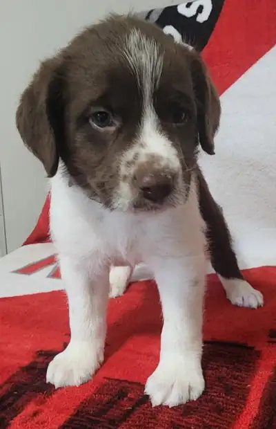 We have 8 beautiful puppies looking for their forever homes, They are Portuguese Water Dog Cross. Th...