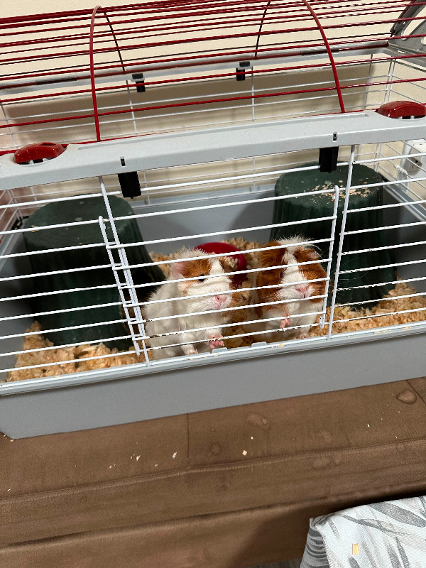 Two female guinea pig with a big cage with all accessories in Small Animals for Rehoming in Delta/Surrey/Langley - Image 4