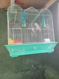 Parrot with a cage for sale