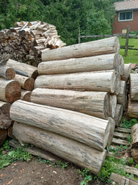 Clean Poplar Logs (firewood)