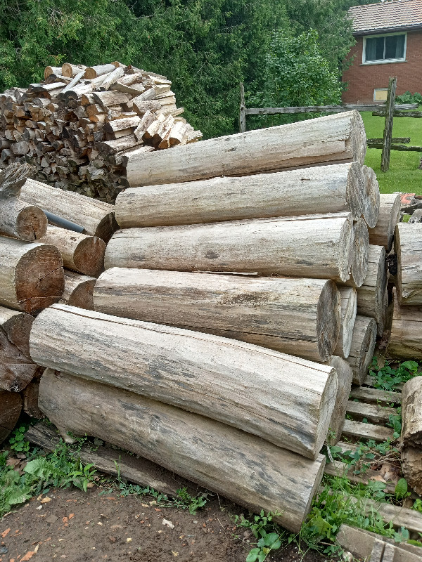 Clean Poplar Logs (firewood) dans Plantes, engrais et terreaux  à Hamilton