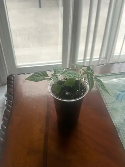 Carolina Reaper Two Plants, View more