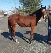 CSHA yearling filly