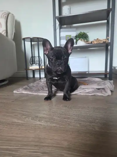 I am looking to find a home for my french bulldog puppy she is 3 months old and is very sweet! Shes...