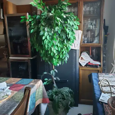 6'plus Fake Ficus Tree,& Fern $80 Riverbend , View more