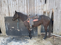Grade 3 year old qh mare 