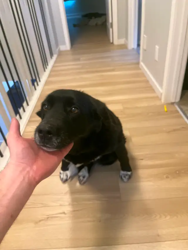 Beautiful Mature Black Lab/Collie Cross Dog for Re-Homing in Dogs & Puppies for Rehoming in Calgary - Image 3