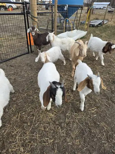 Lambs for sale - $350 ea Goat Kids for Sale - $400 ea Born May 2025, processing services can be arra...