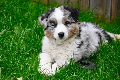 Beautiful CKC Australian Shepherd Puppy, View more