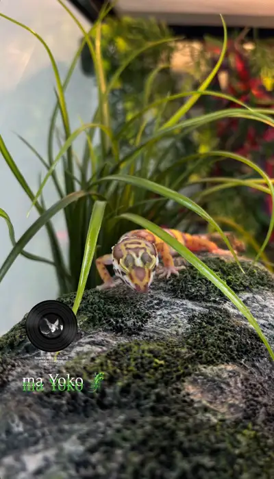 Gecko leopard, View more