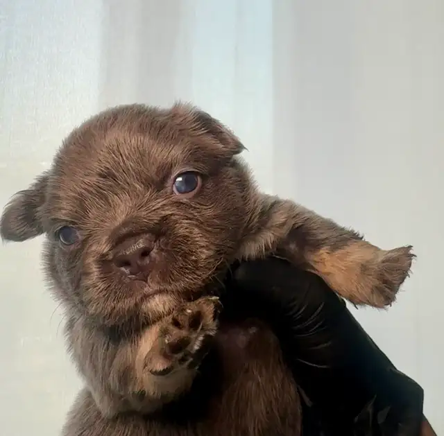 Frenchie Puppies For Sale in Dogs & Puppies for Rehoming in City of Toronto - Image 5