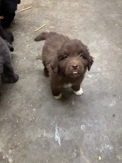 Newfoundland puppy/chiots terre neuve, View more