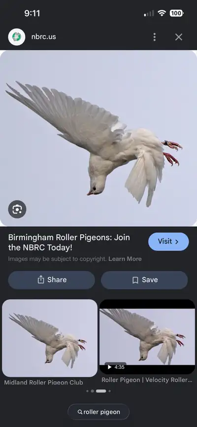 looking for roller pigeons, View more