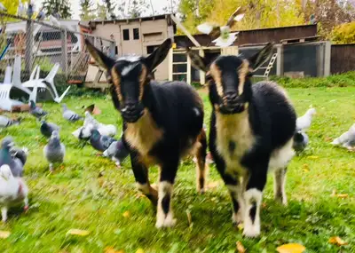 Pickering pick up 41631529threethree NIGERIAN DWARF GOATS Pure bred, Nigerian dwarf, goats mini goat...