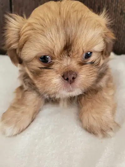 Four shih tzu puppies. Three male and one female. Ready to go in two weeks. Will have 1st needle. Mo...