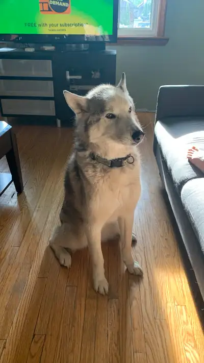 Siberian Husky looking for a new home., View more