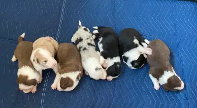 CBCA Border Collie puppies, View more