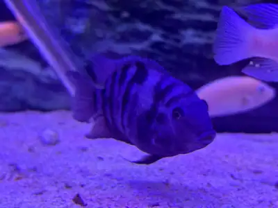 Good health Very active