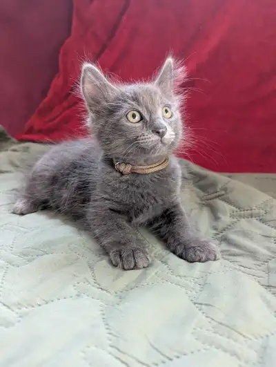 Russian Blue Cross Kitties, View more