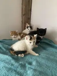 Barn kittens forsale 