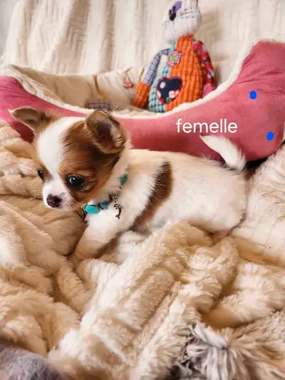 Superbes femelle chihuahua Très enjoué, curieuse, très attachante, une vrai beauté Elle est prête à...