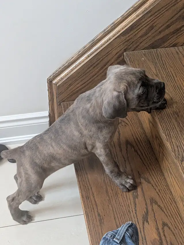 Cane Corso pups,, gray, blue, brindle , formentino in Dogs & Puppies for Rehoming in Markham / York Region - Image 6