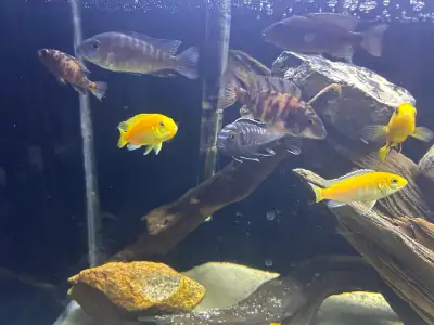 Malawi cichlids , View more
