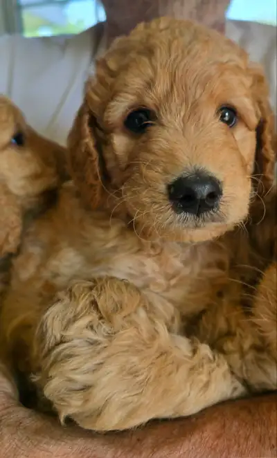 ☀️ There's no better season to welcome a puppy into your family than summer. With longer days, warm...