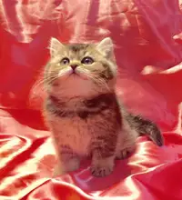 British Shorthair Kitten 