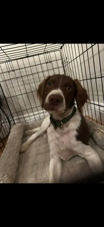  Purebred Brittany Spaniel , View more