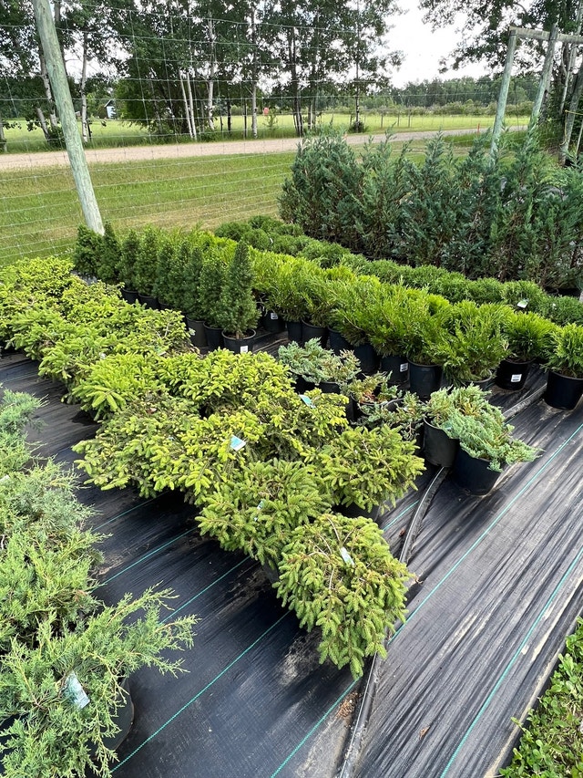 Cedars, shrubs, and trees professionally grown! Plants, Fertilizer