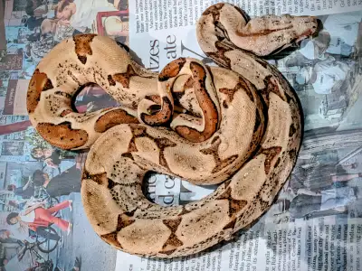 Boa Male possible super salmon for sale, View more