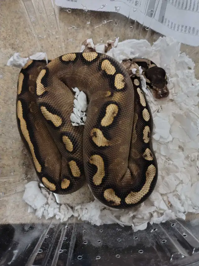 baby ball python in Reptiles & Amphibians for Rehoming in Kawartha Lakes - Image 3