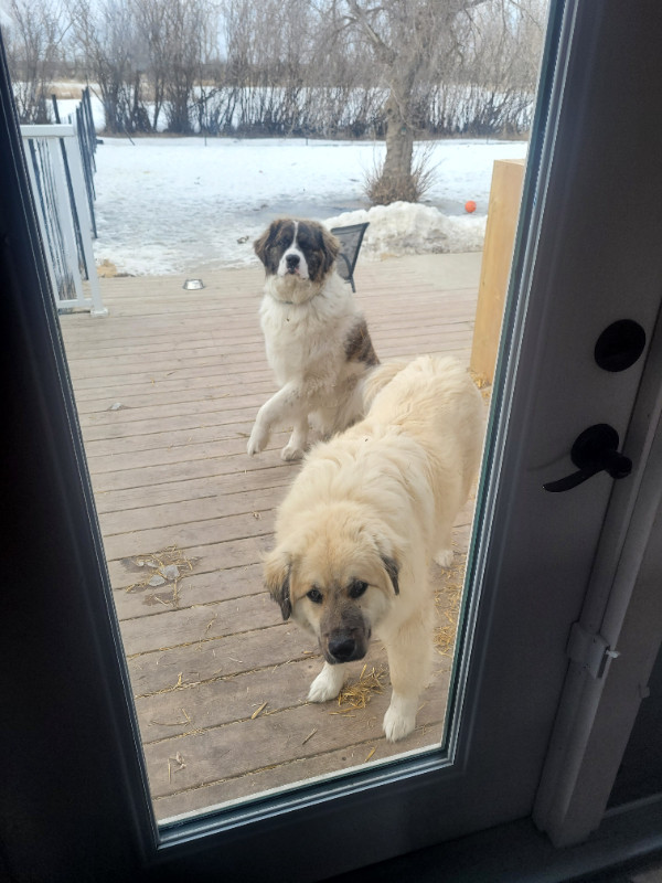 Saint Bernard Great Pyrenese mix Dogs need new home in Dogs & Puppies for Rehoming in Moose Jaw - Image 3