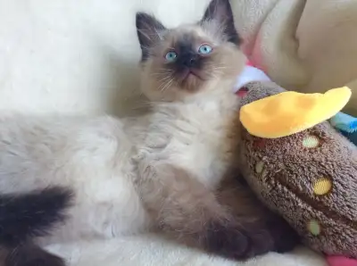 ( English follows ) * Spécial Été * 2 Beaux Petits Chatons Mâle et Femelle Ragdoll aux Yeux Bleux Pu...