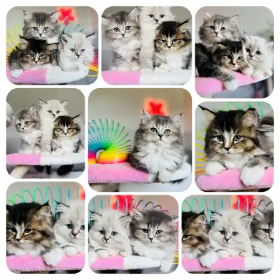 Chatons Scottish straight ( pure race )Mâles et femelles ❤️, View more