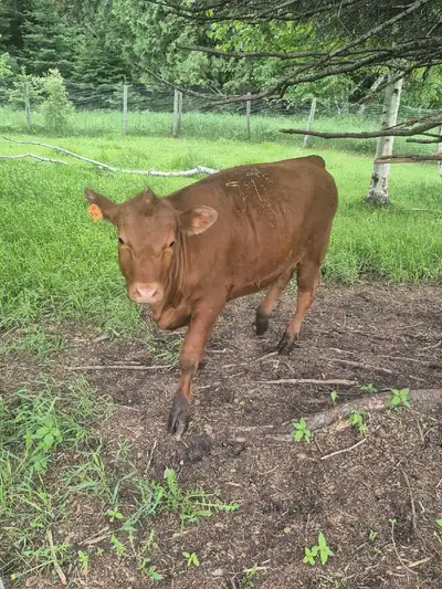 Reserved 9 month old heifer. Healthy tame and great for a hobby farm.