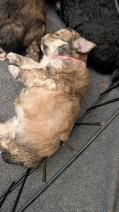 *6 beautiful Shichon puppies. *5 boys and 1 girl. *Mom is a sweet tempered 12lbs Bichon frise. *Dad'...