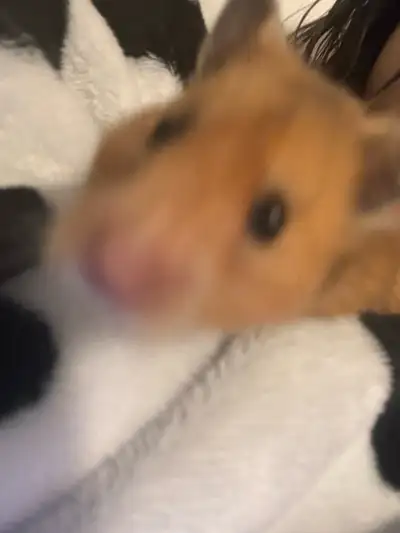 syrian hamster, View more