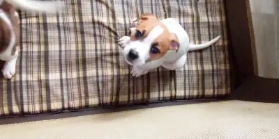 Mixed puppies, View more