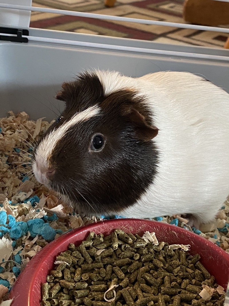 Guinea Pig Female approx 5 months old with cage, food, etc Small